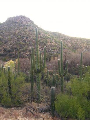What the cacti have to say to you…